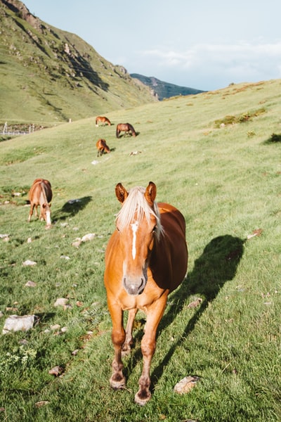 一群棕色的马在青草山上吃草